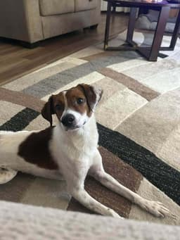 Shiloh image 2
