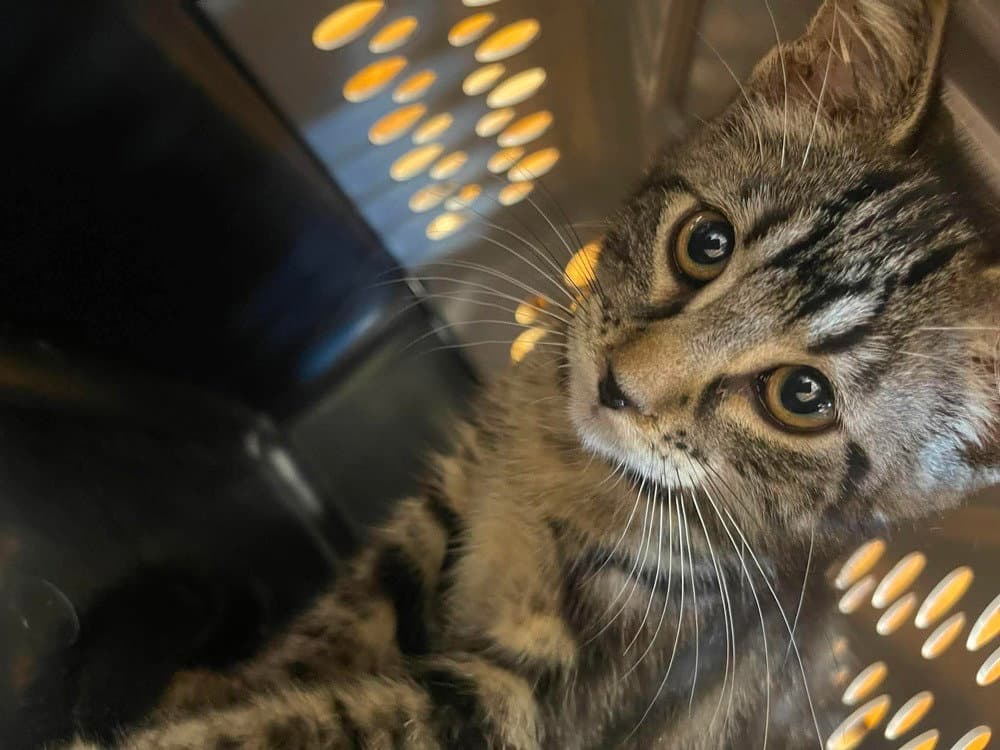 Fly - Domestic Short Hair