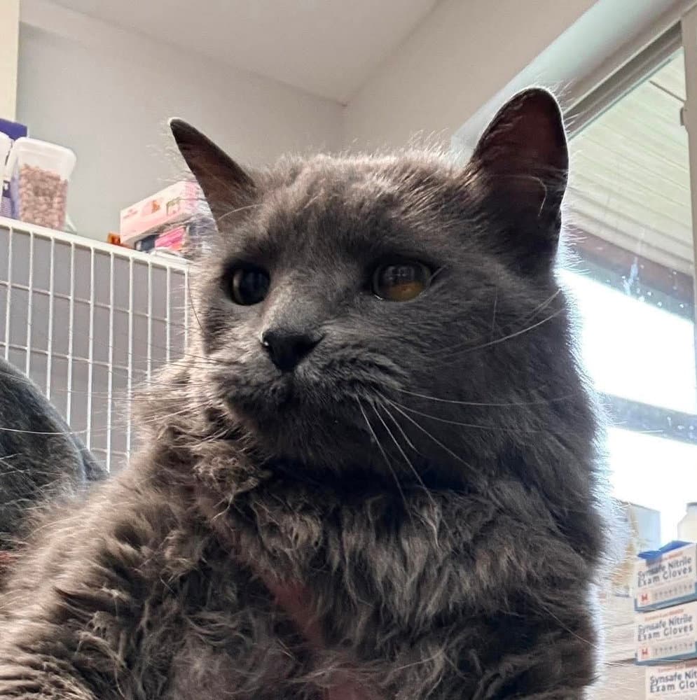 Lula Bell - Domestic Long Hair