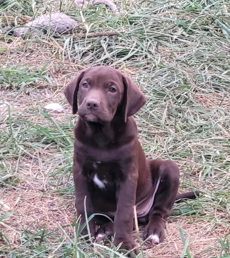 Cube - Labrador Retriever