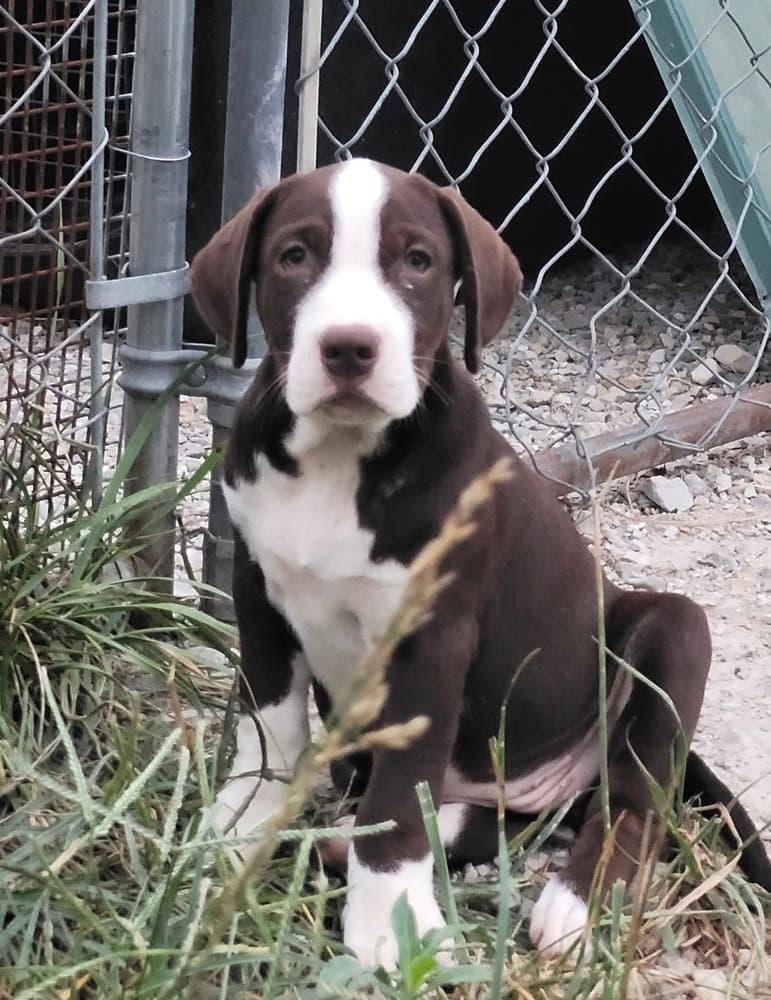 Square - Labrador Retriever