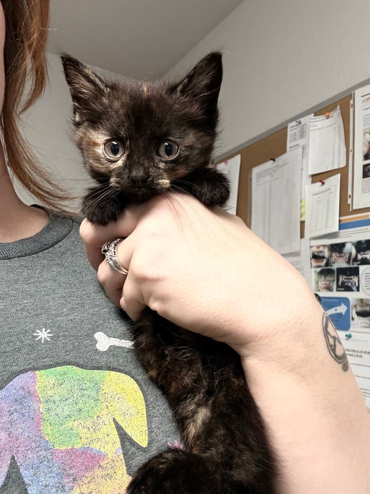 Coconut - Domestic Short Hair