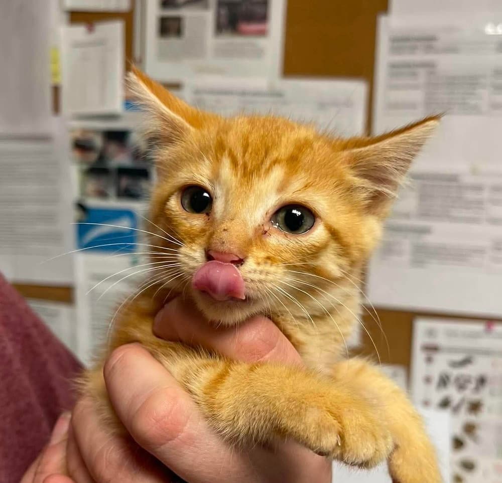 Grasshopper - Domestic Short Hair