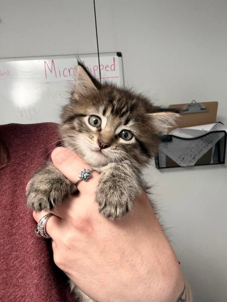 Fern - Domestic Long Hair