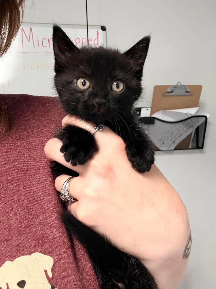 Ivy - Domestic Short Hair
