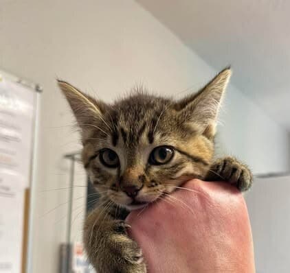 Orca - Domestic Short Hair