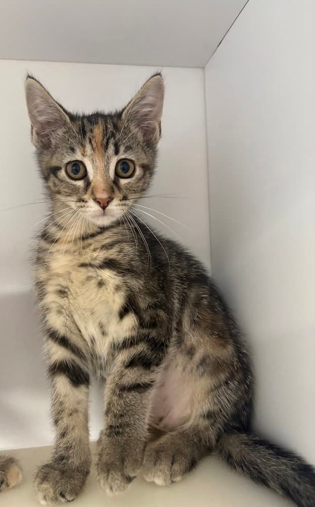 Scales - Domestic Short Hair