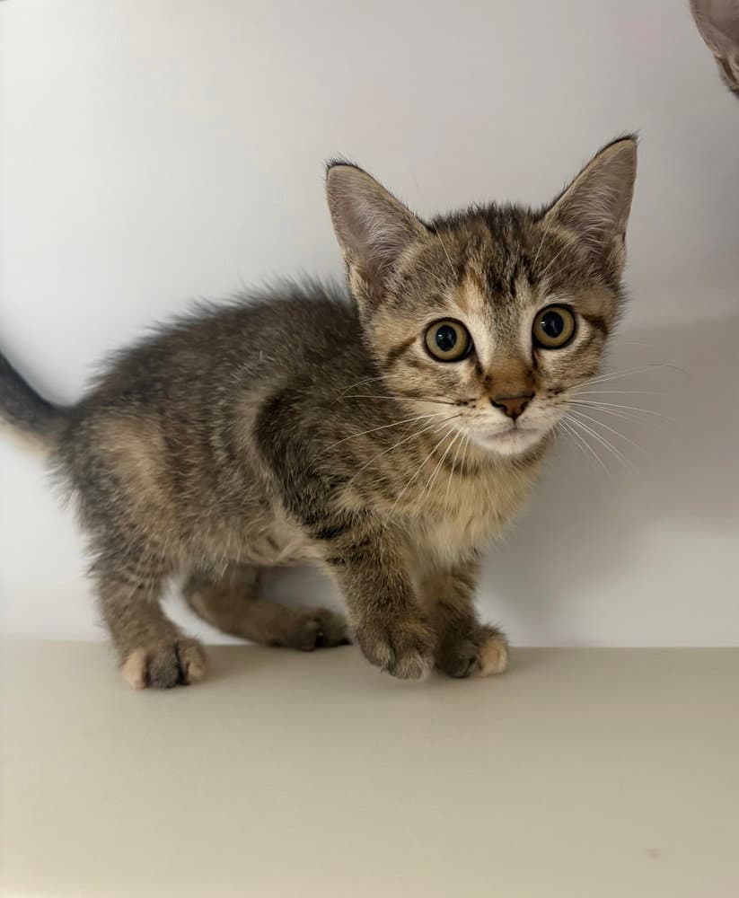 Seashell - Domestic Short Hair
