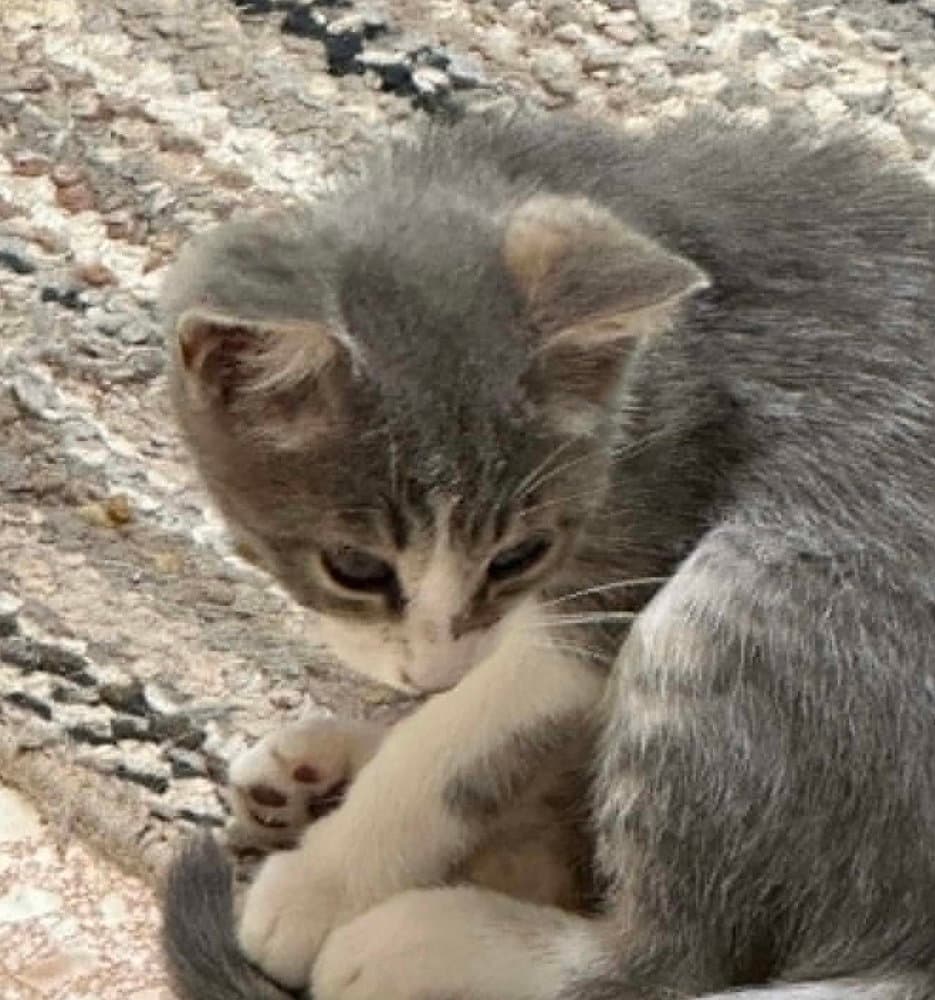 Whopper - Domestic Short Hair