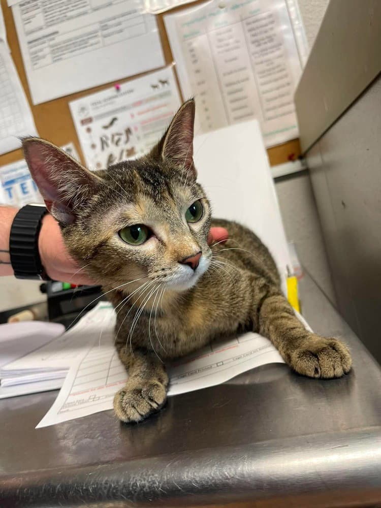 Anny - Domestic Short Hair