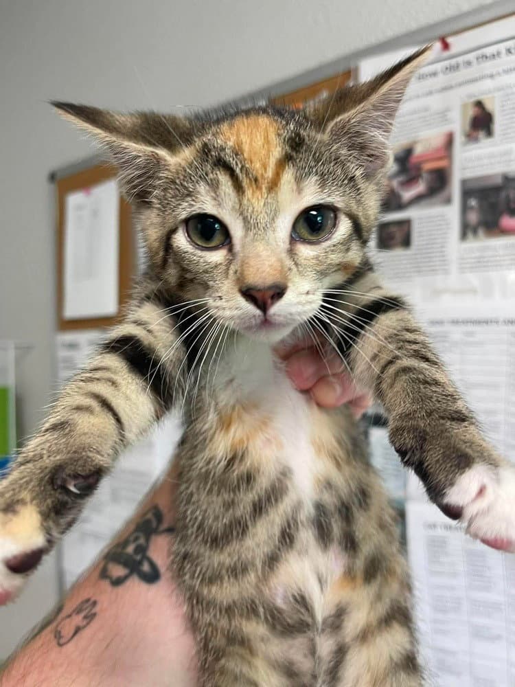 Asja - Domestic Short Hair