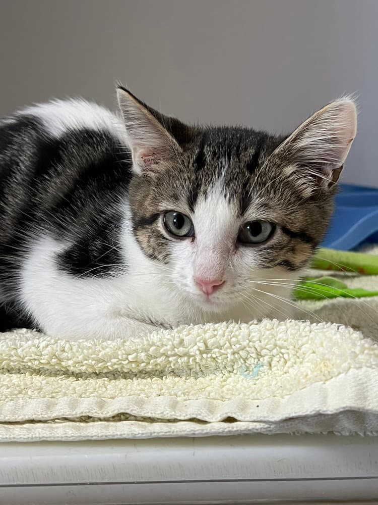 Mantis - Domestic Short Hair