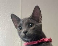 Carnival - Domestic Short Hair