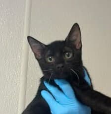 Circus - Domestic Short Hair