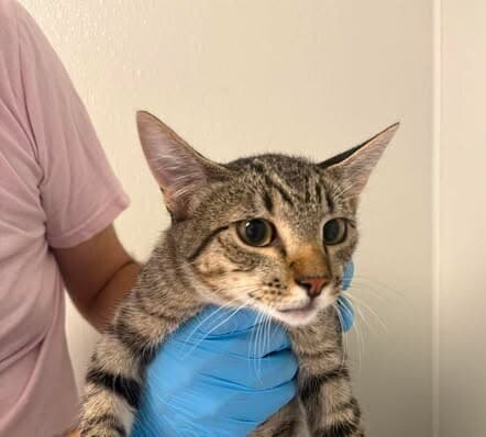 Festival - Domestic Short Hair