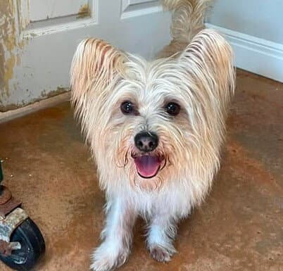 Juguete - West Highland White Terrier Westie