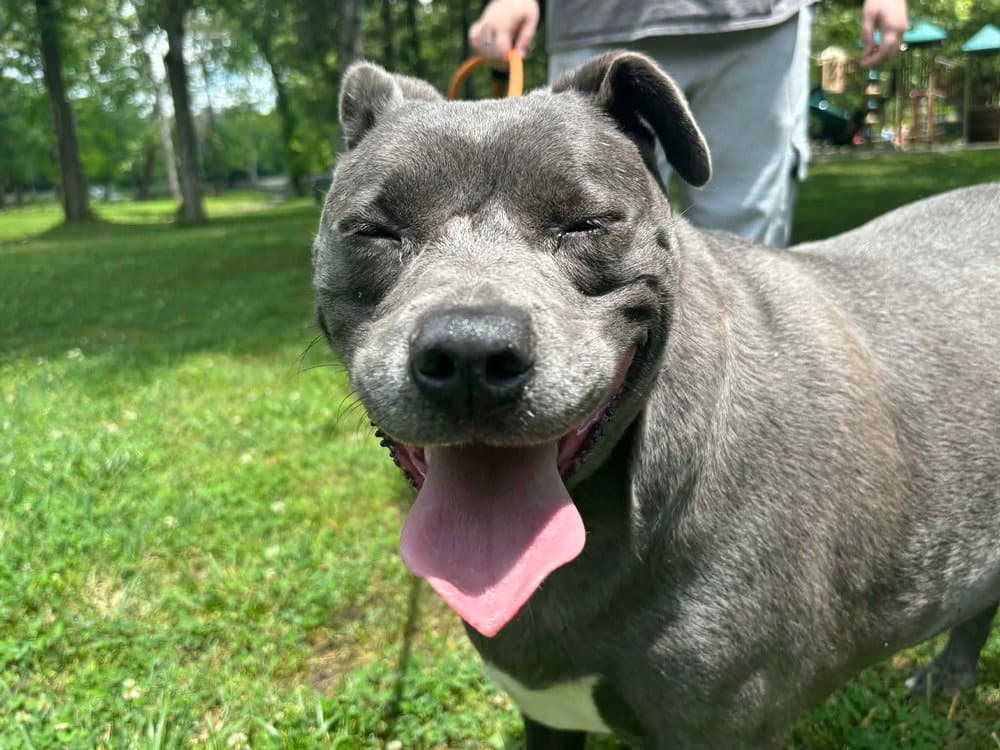 Karma - Staffordshire Bull Terrier