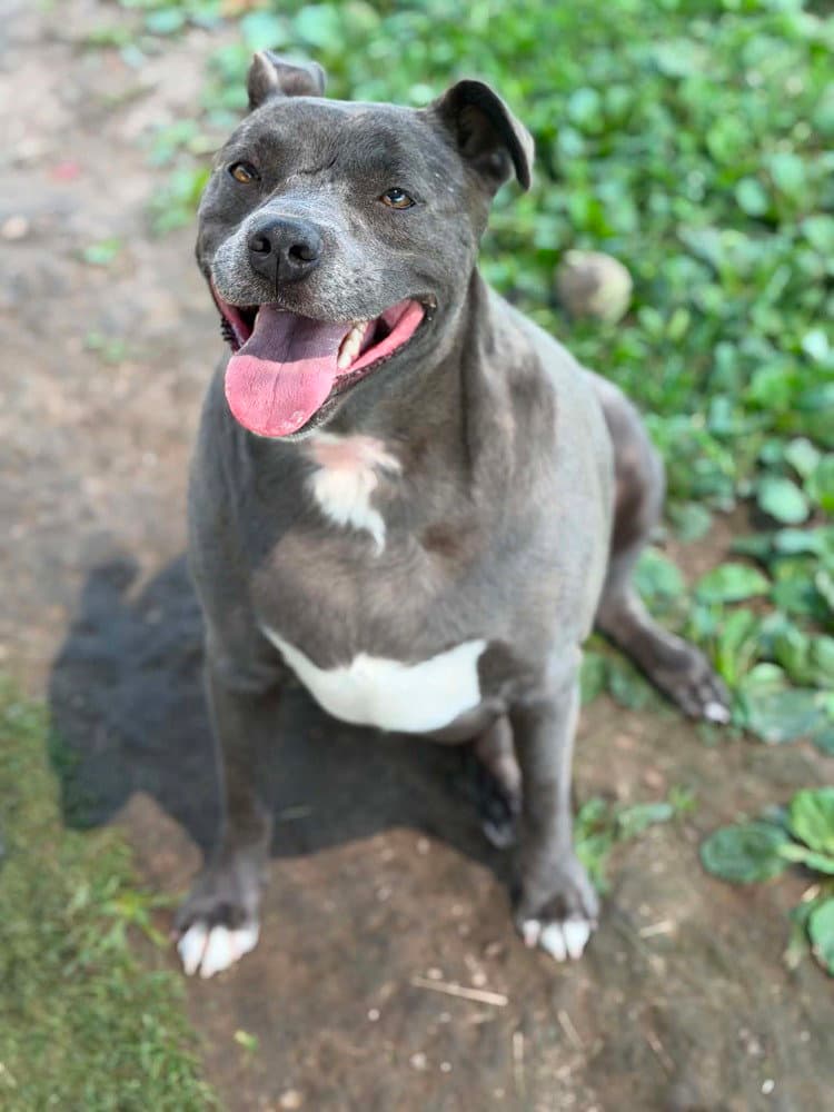 Karma - Staffordshire Bull Terrier