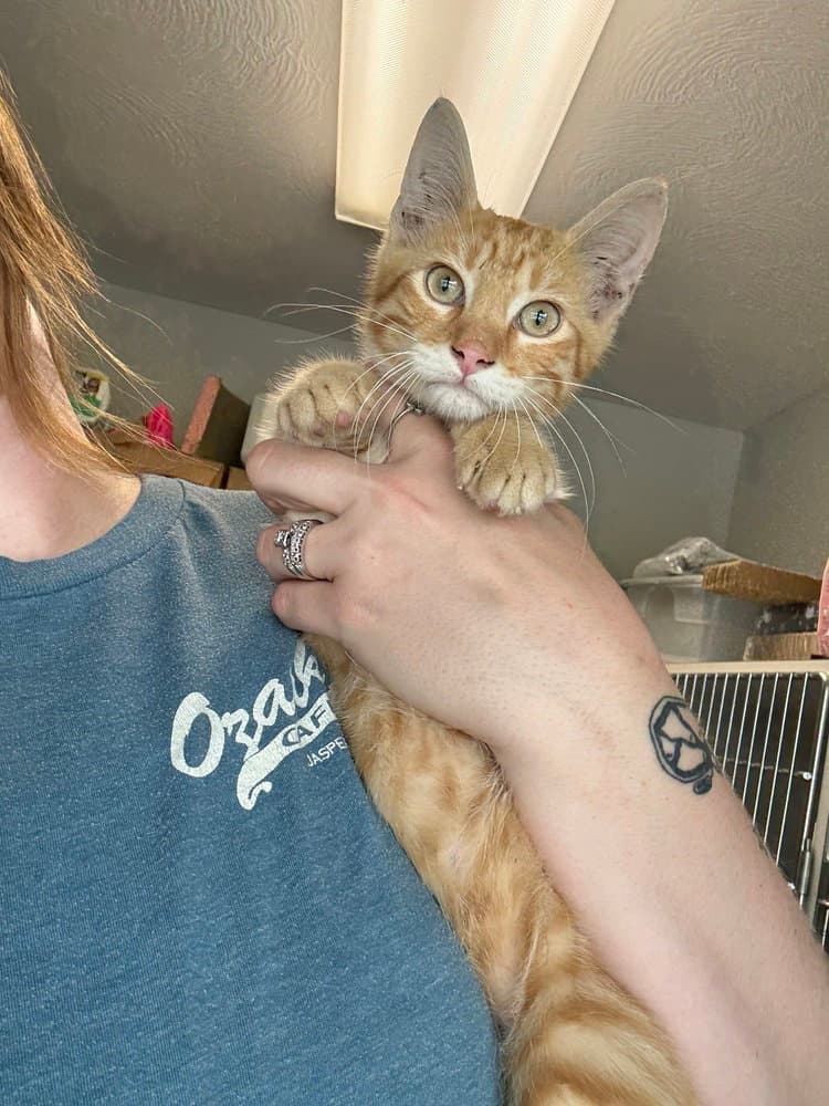 Goldfish - Domestic Short Hair