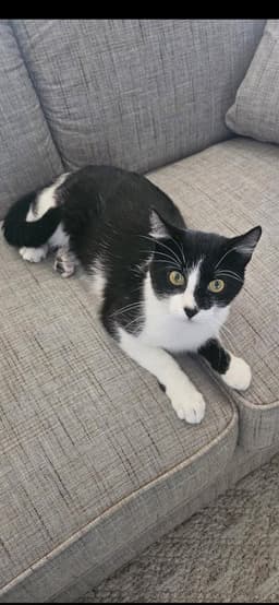 Oreo image 1