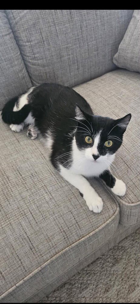 Oreo - Domestic Short Hair