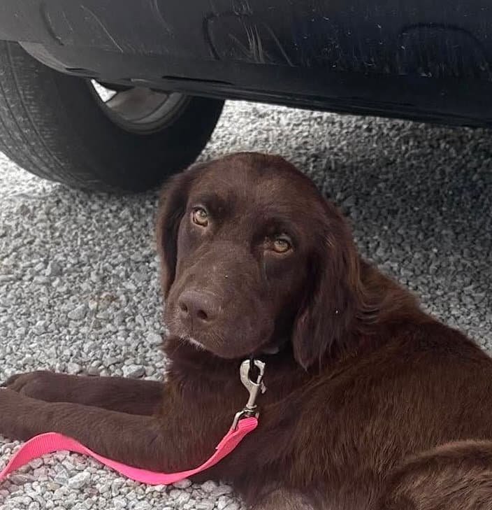 Geometry - Labrador Retriever