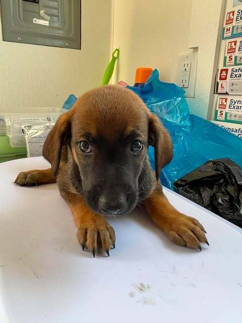 Jewel - Bluetick Coonhound