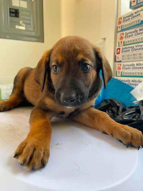 Woody Woodpecker - Bluetick Coonhound