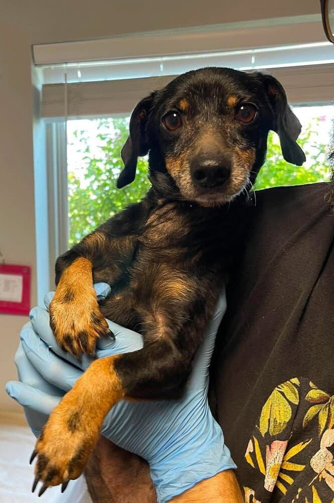 Kacy - Dachshund
