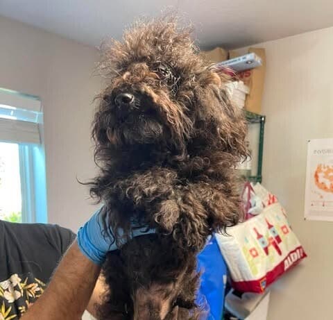 Tracy - Poodle (T-Cup)