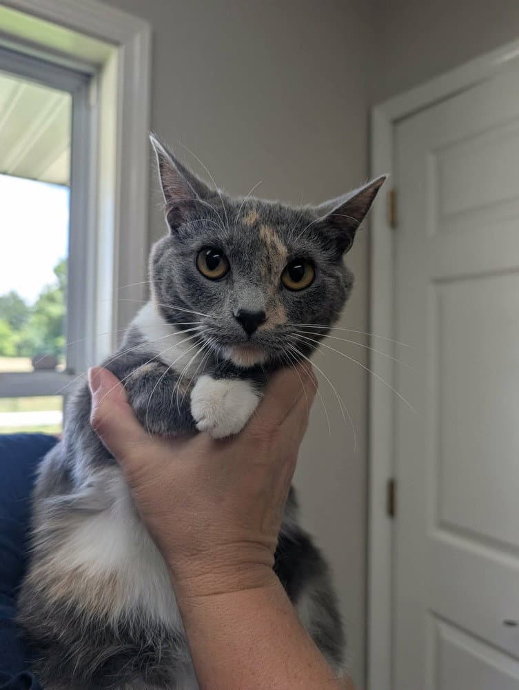 Taylor - Domestic Short Hair