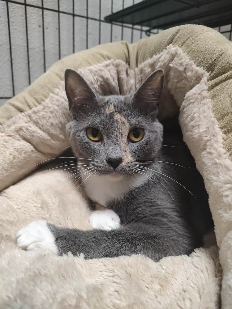 Taylor - Domestic Short Hair