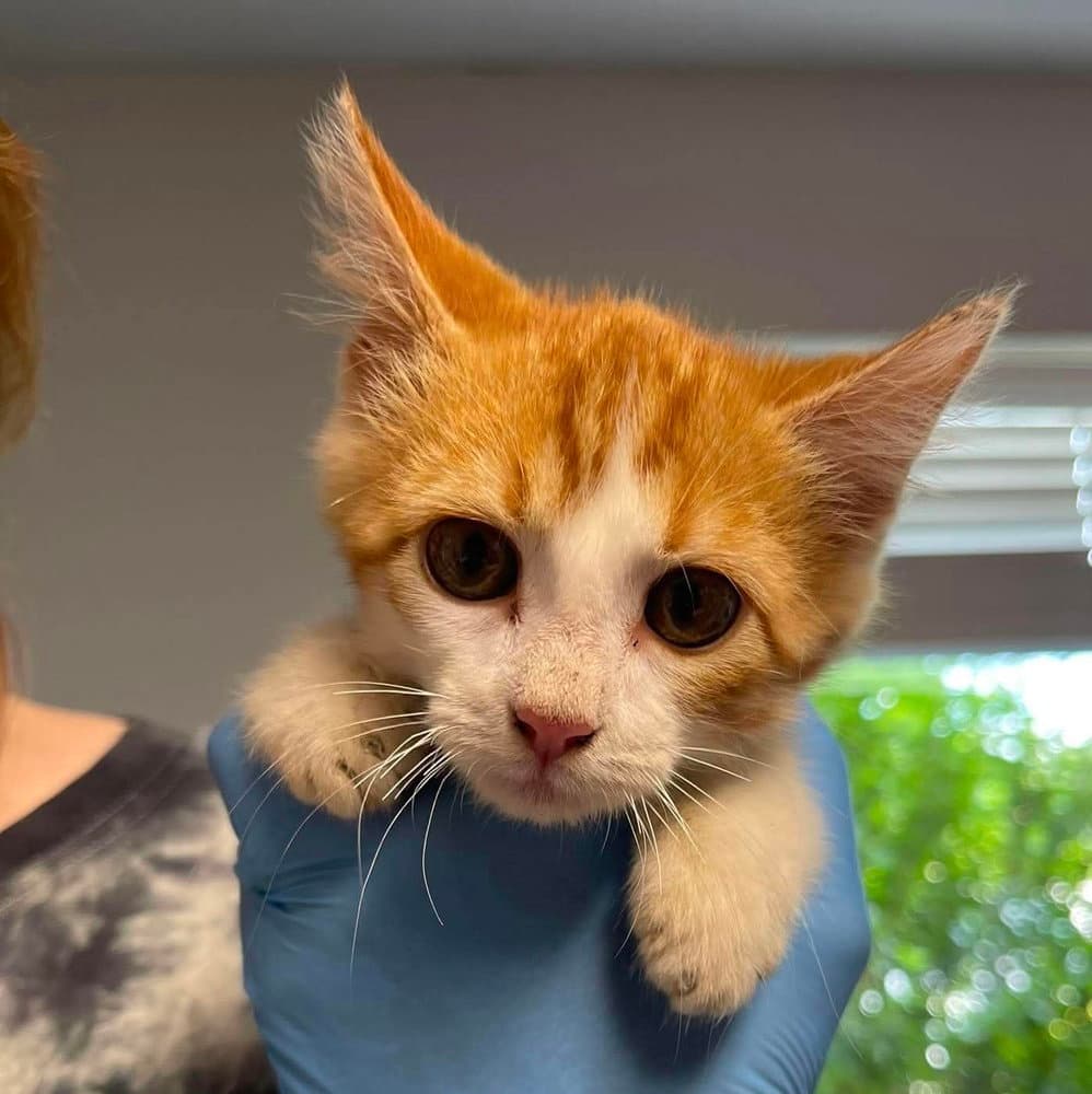 Pam - Domestic Short Hair