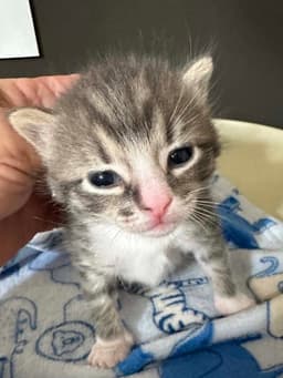 Sir Snugglepaws image 1