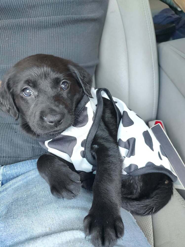 Moo Moo - Labrador Retriever