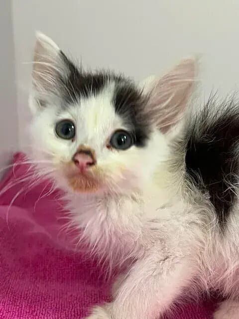 Junebug - Domestic Medium Hair