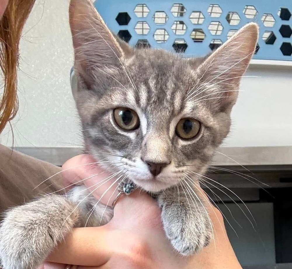 Lady Purrington - Domestic Short Hair