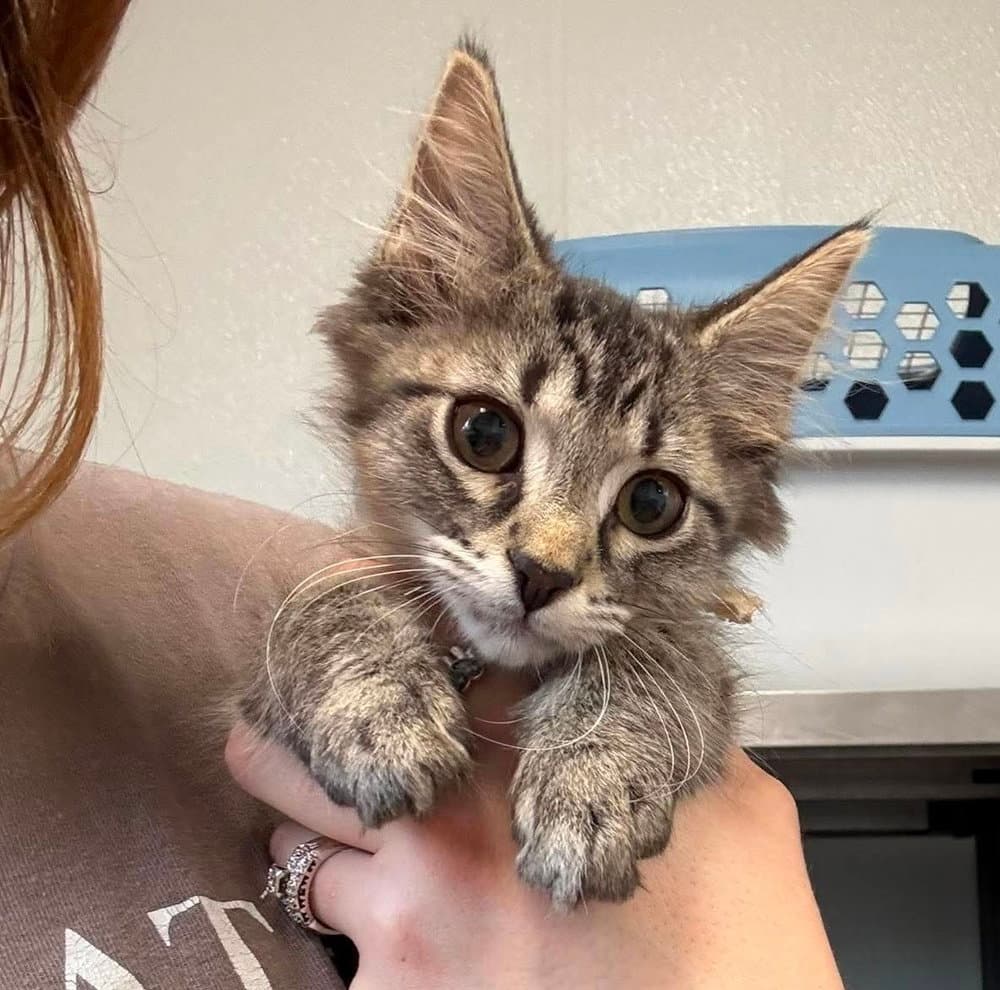 Elanor - Domestic Short Hair