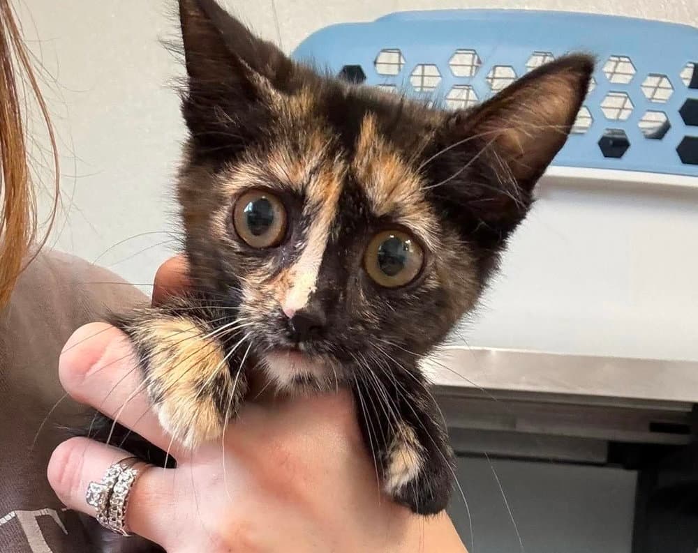 Mary Ann - Domestic Short Hair