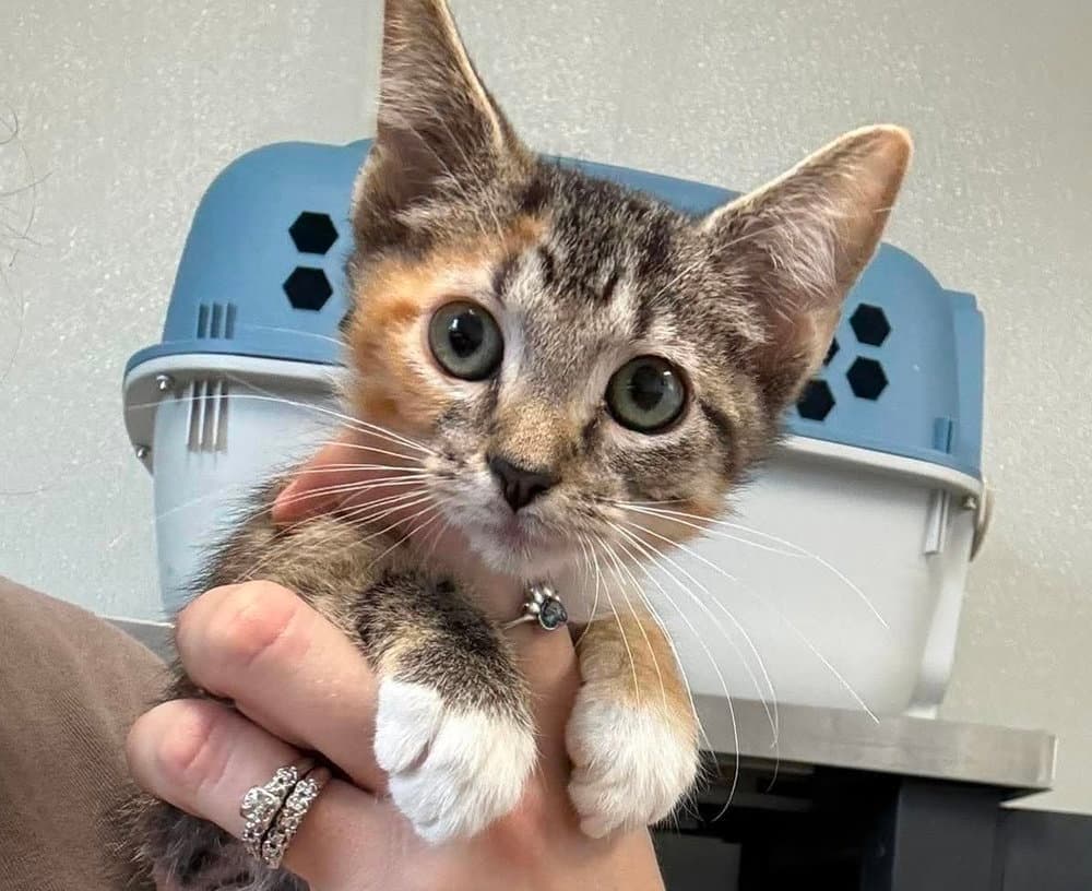 Toesie - Domestic Short Hair