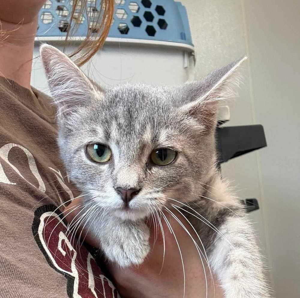 Nugget - Domestic Short Hair