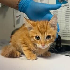 O'malley - Domestic Short Hair