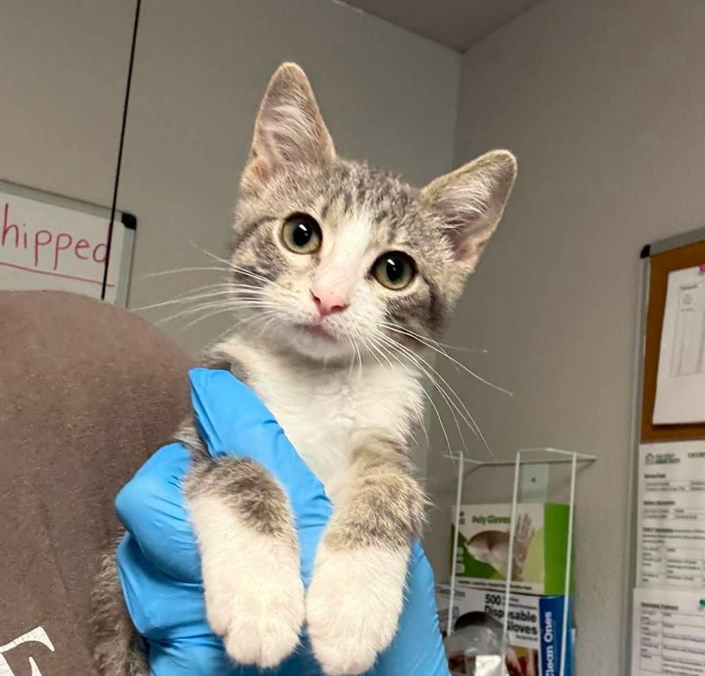Tequila - Domestic Short Hair