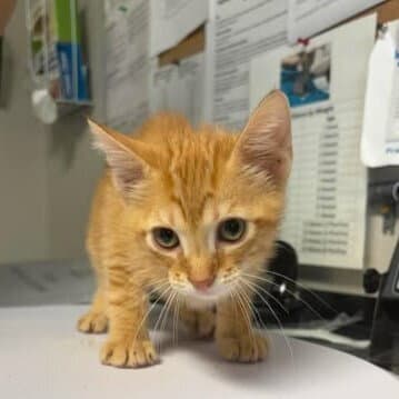 Garfield - Domestic Short Hair