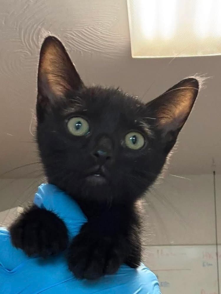 Diablo - Domestic Short Hair