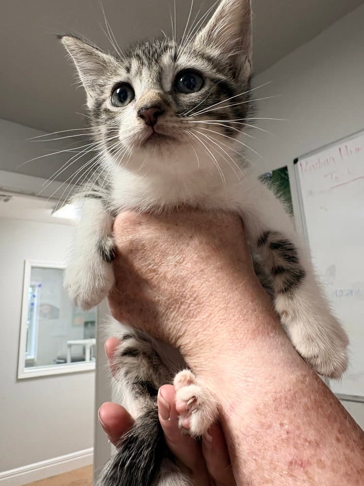 Bull - Domestic Short Hair