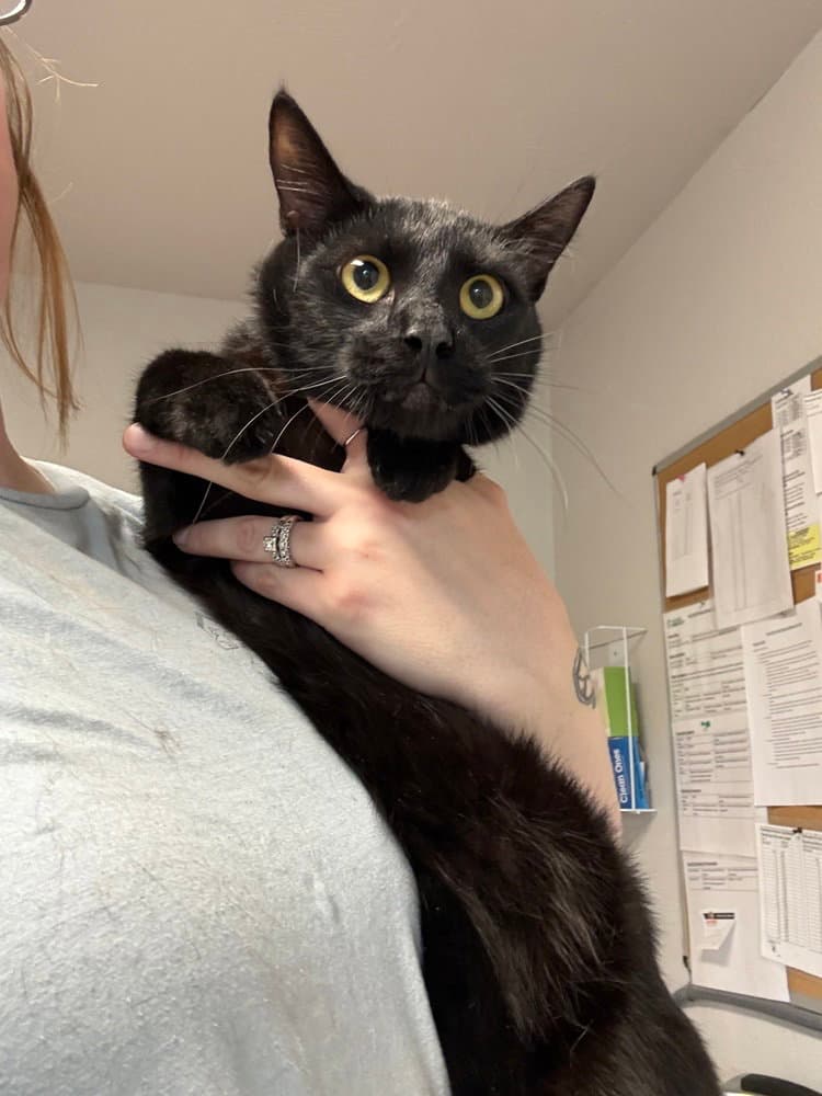 Rory - Domestic Short Hair