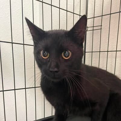 Blacktie - Domestic Short Hair