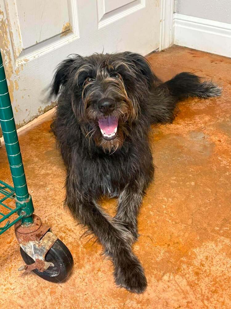 Ellie Mae - Schnauzer