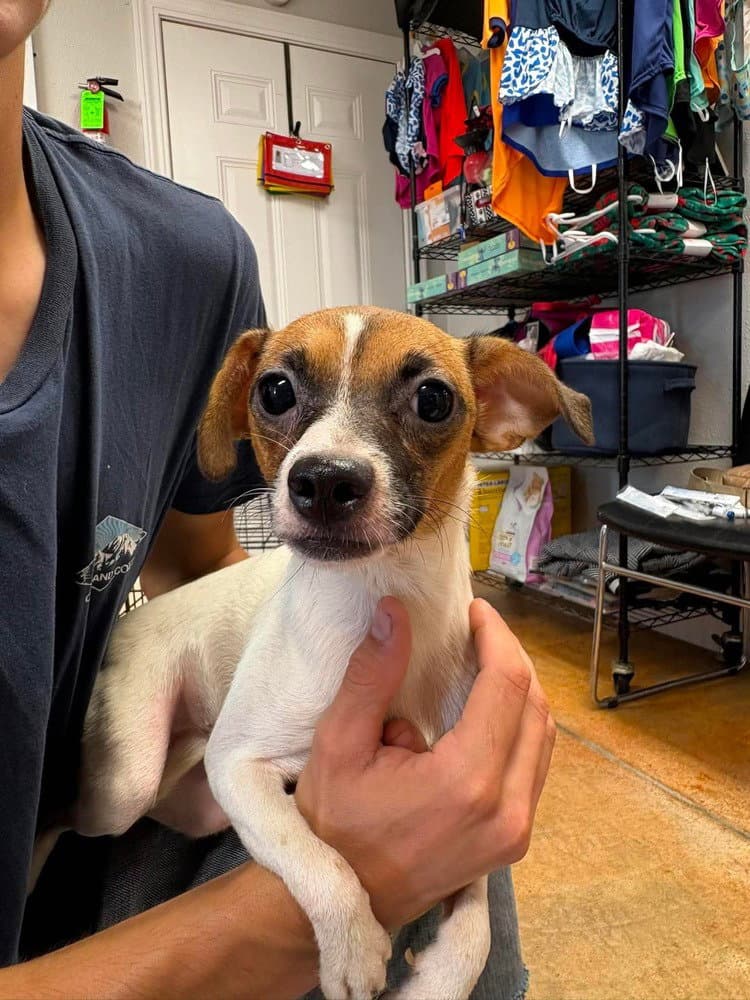 Marshmallow - Chihuahua